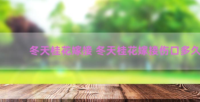 冬天桂花嫁接 冬天桂花嫁接伤口多久愈和